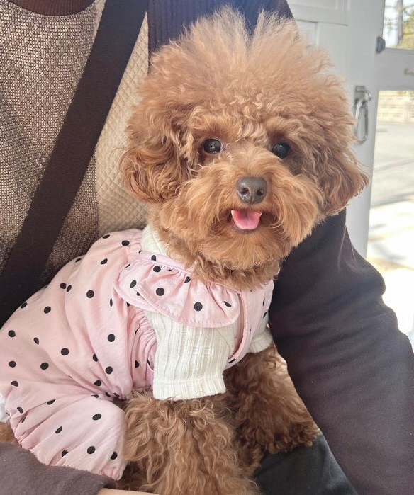 今月のわんちゃん